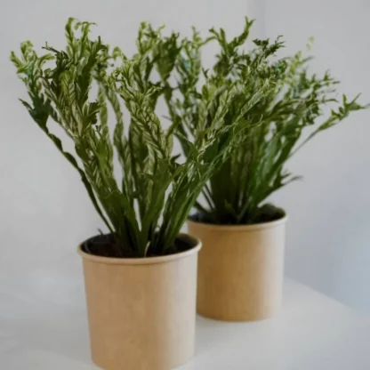 Асплениум Нидус вариегатный (Asplenium Nidus Variegata)
