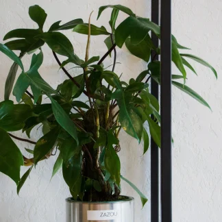 Филодендрон Флорида Колумн (Philodendron Florida Column)