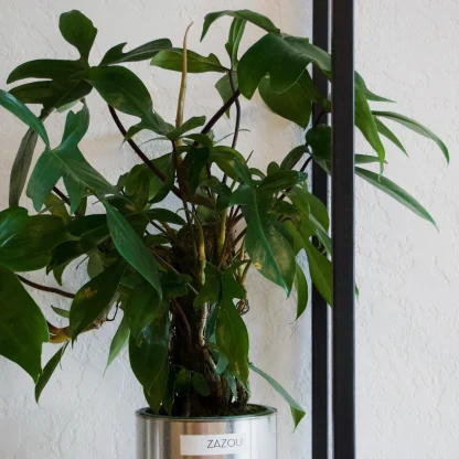 Филодендрон Флорида Колумн (Philodendron Florida Column)