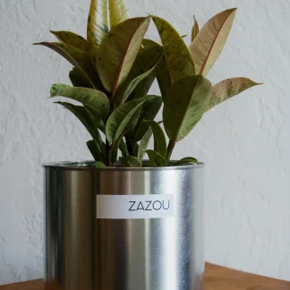Фикус Шривериана (Ficus Schrijveriana)