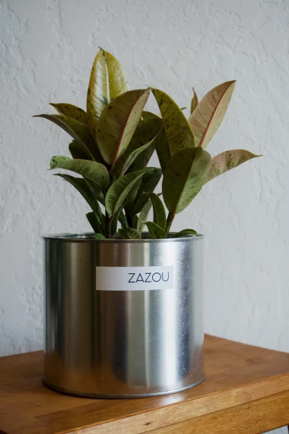 Фикус Шривериана (Ficus Schrijveriana)