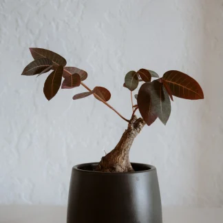 Филлантус Мирабиллис (Phyllanthus Mirabilis)