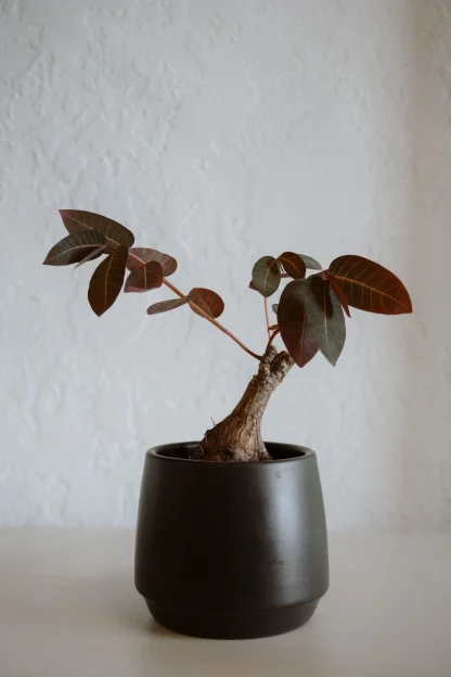 Филлантус Мирабиллис (Phyllanthus Mirabilis)