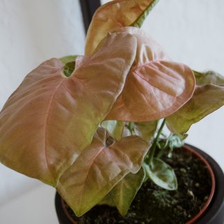 Сингониумы Неон